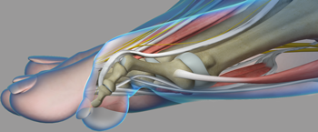 Common Toe Deformities