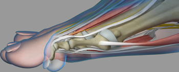 Common Toe Deformities