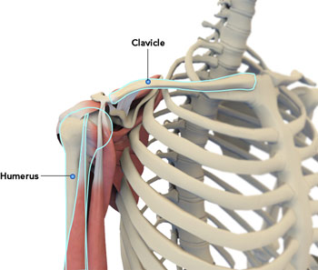 Shoulder Normal Anatomy